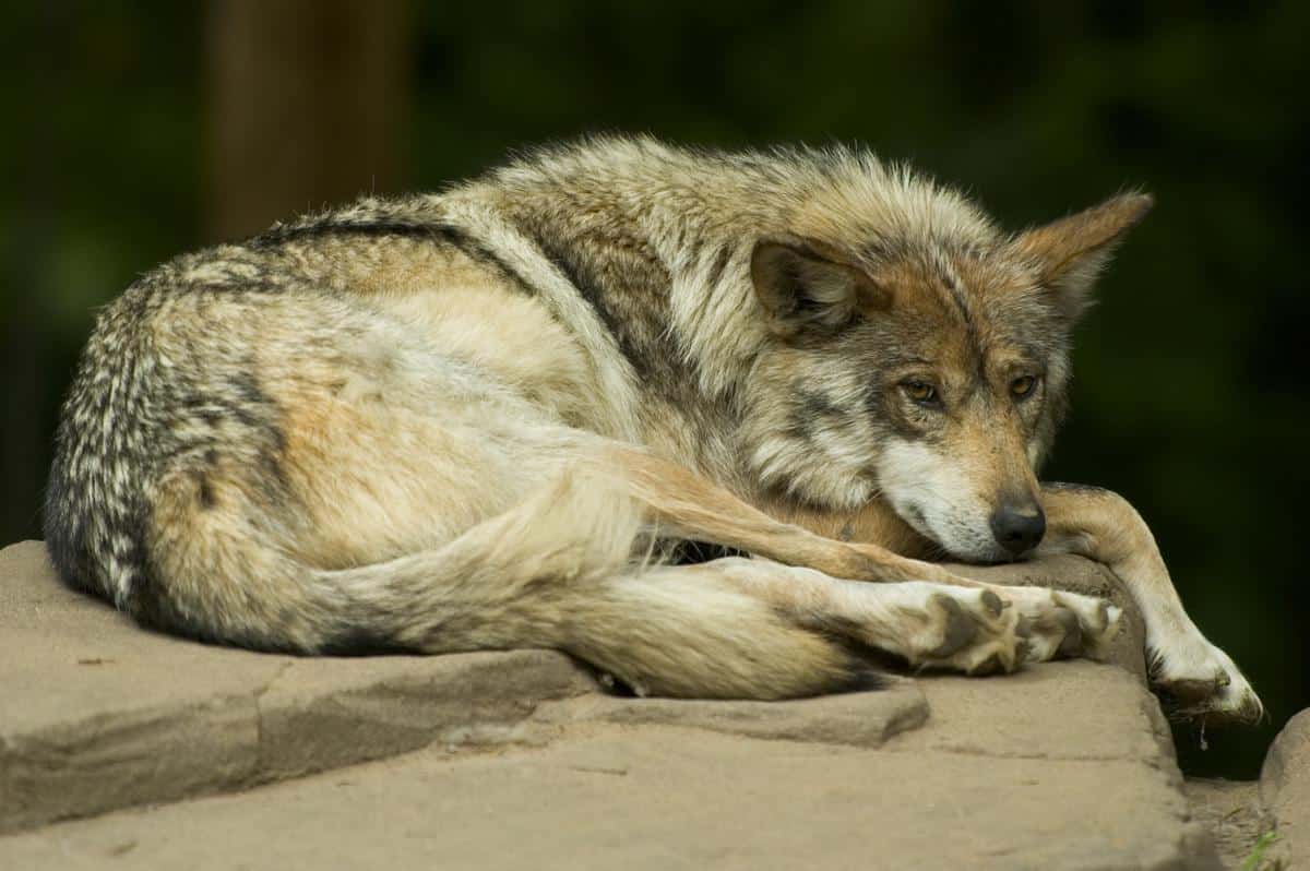 Mexican wolf lounging