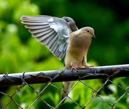 dove_and_fence_TeOcuJ