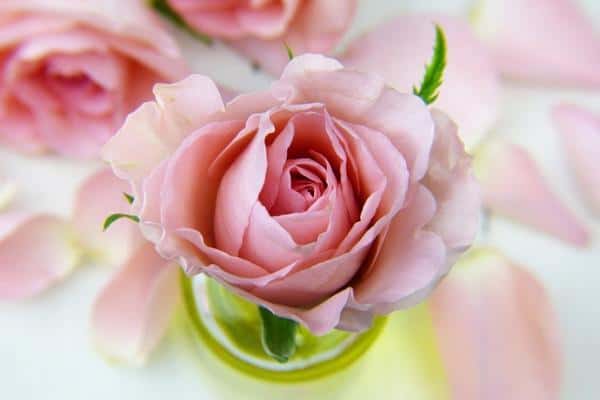 pink rose