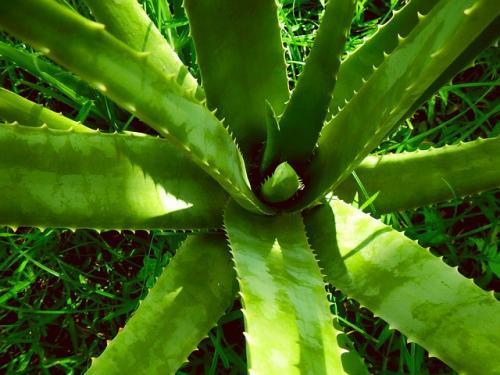 aloe vera alternative to sunscreen