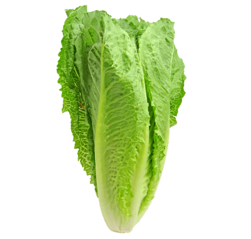 alternatives_to_romaine_lettuce_sTk2ad
