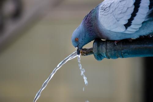 bird drinking water anxiety relief techniques