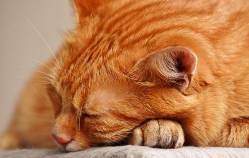 cat sleeping anxiety relief techniques