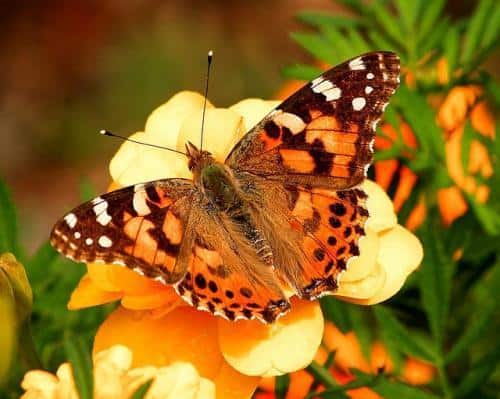 clarity breathwork uses rebirthing concept butterfly