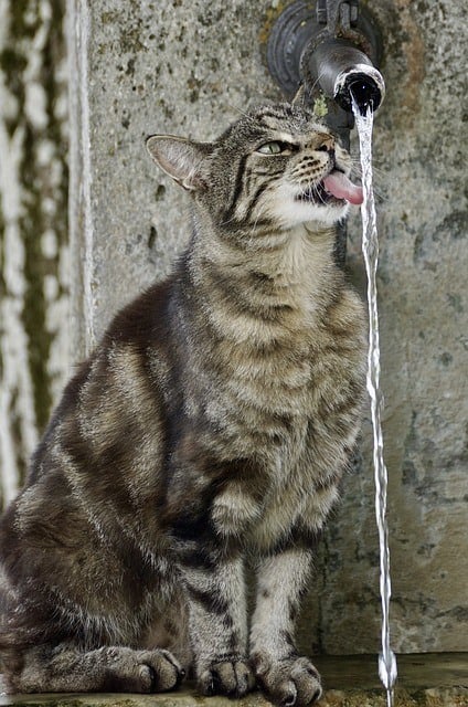 even cats drink water healthy lifestyle habits