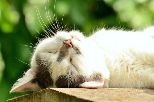 even cats need sleep healthy lifestyle habits