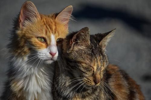 two cats ways to increase happiness